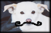 Don't he look deadly, his name is peanut!