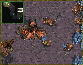 obs as Zerg?