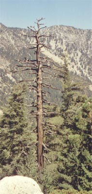 I climbed this tree to escape a bear! Yeah right.